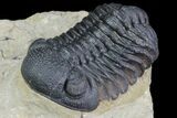 Morocops Trilobite - Foum Zguid, Morocco #90015-4